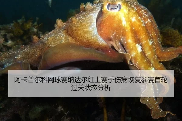 阿卡普尔科网球赛纳达尔红土赛季伤病恢复参赛首轮过关状态分析